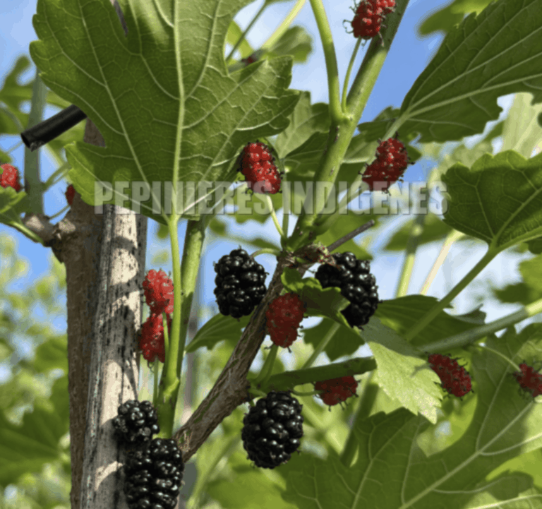 FRUITS MORUS ACIDOSA