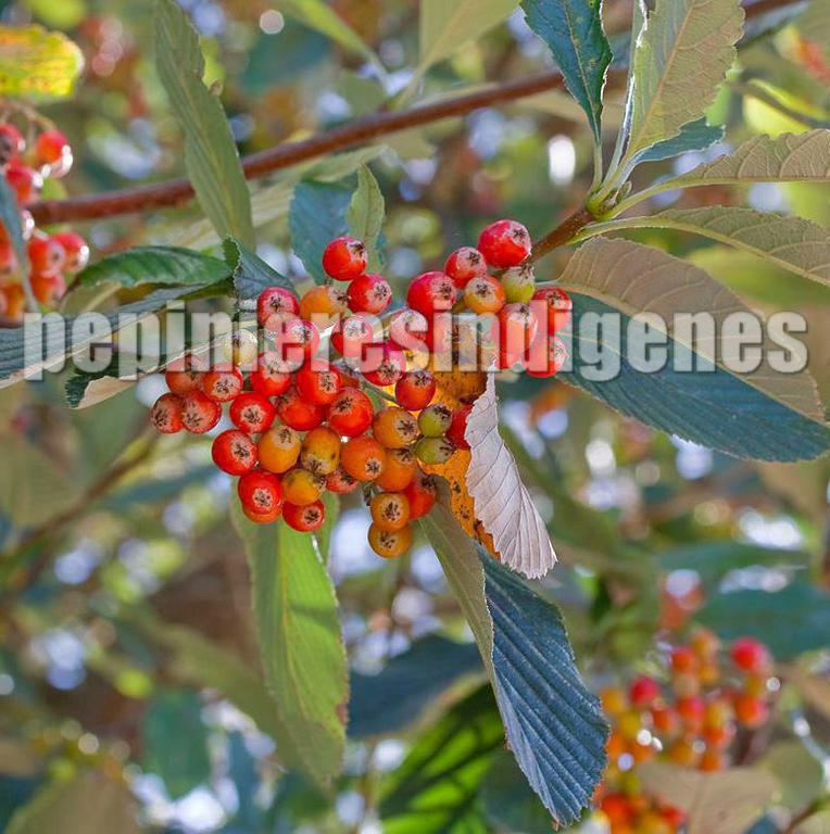 alouchier-sorbus-fruits