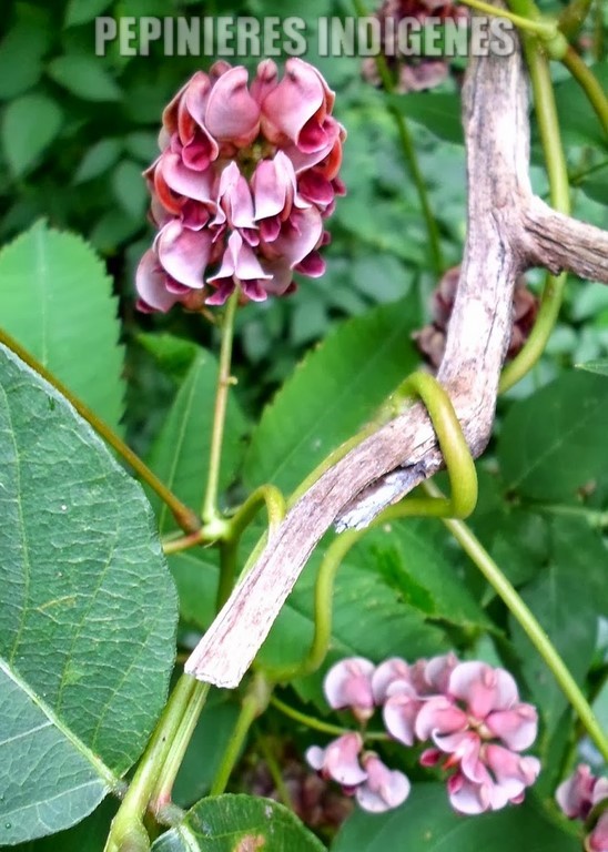 fleurs-apios-glycine-tubereuse