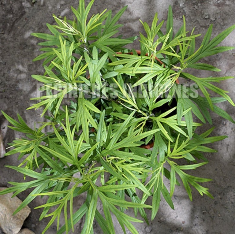 armoise argyi de chine