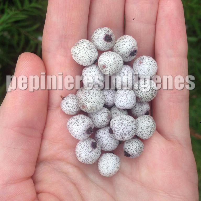 baies-austromyrthus-comestibles