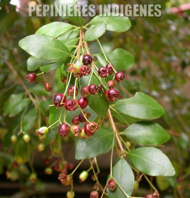 Blepharocalyx cruckshanksii