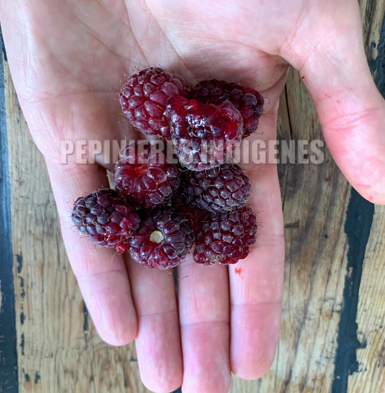 mure de boysen fruits