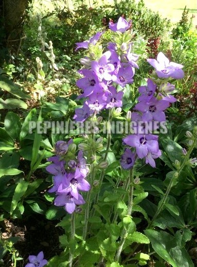 campanule-comestible