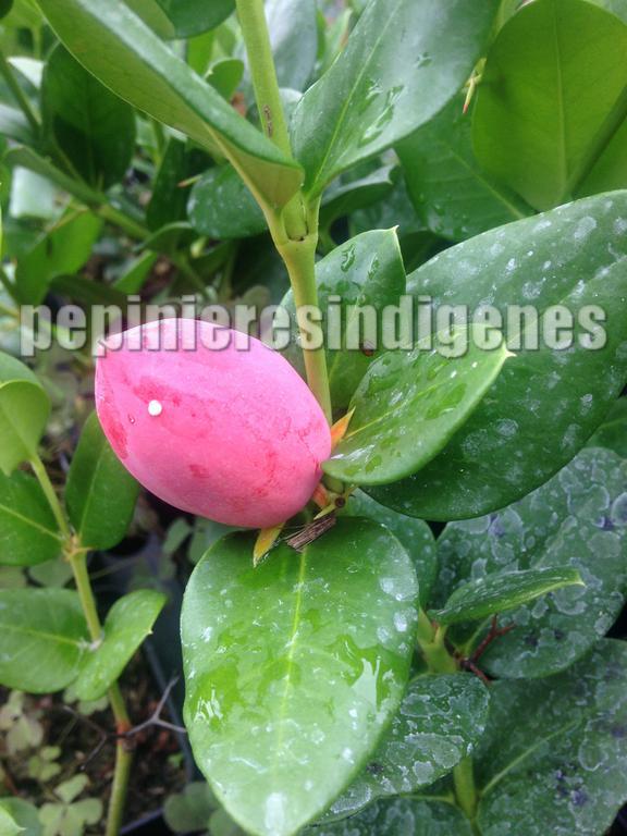 carissa-macrocarpa-fruits