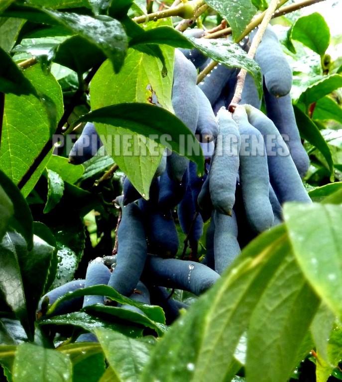 arbre saussice fruits
