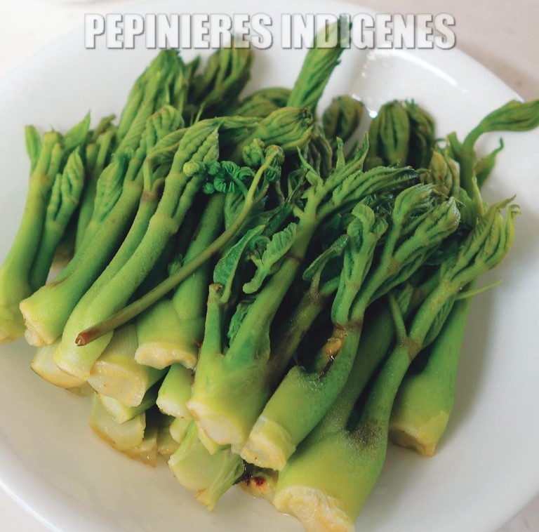 dureup-pousses-aralia