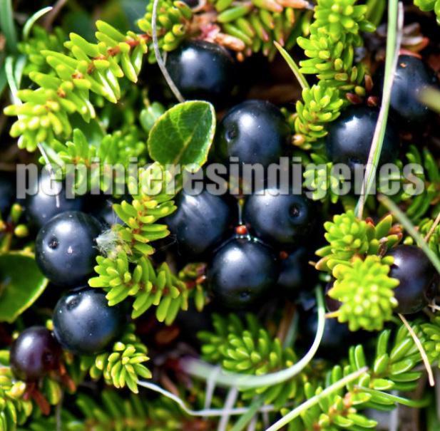 empetrum-baies-CAMARINE-vente