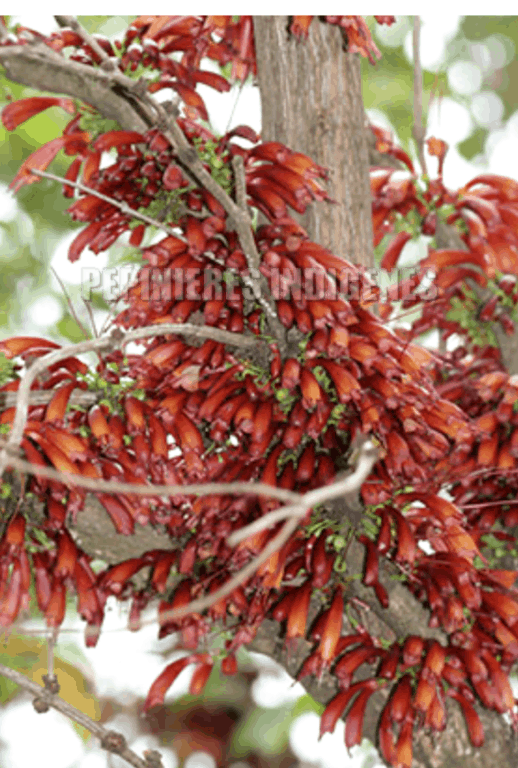halleria lucida fleurs