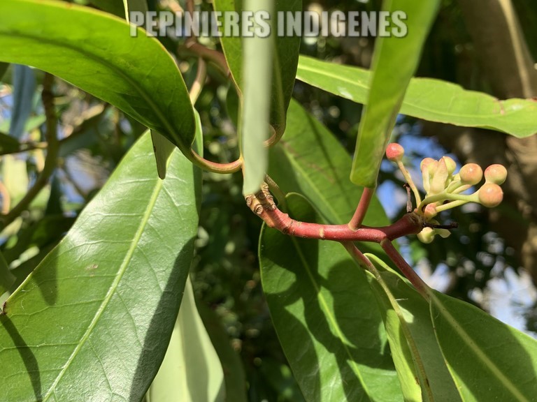 DRYMIS POIVRE CHILOE