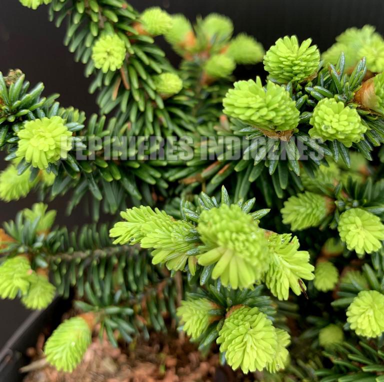 sapin pousses thé chai balsamea