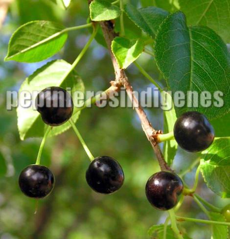 PRUNUS-MAHALEB-FRUITS-acheter