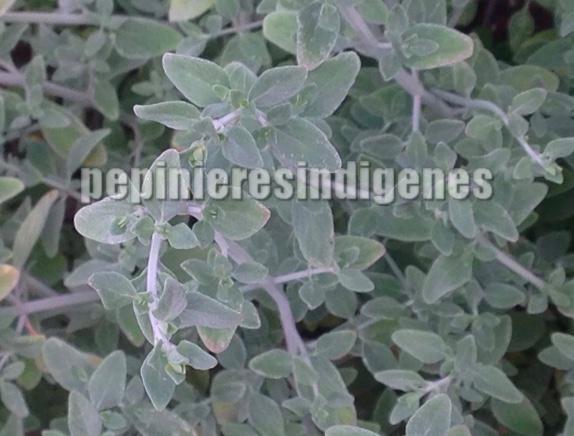 micromerie-fruticosa