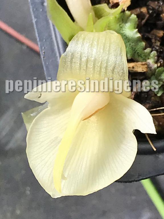 gingembre-comestible-jardin-acheter