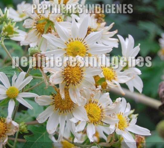 montanoa marguerite géante