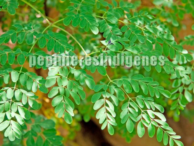 moringa-fleurs-super-legume-acheter