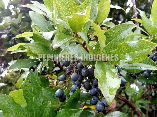 myrtilles-des-acores