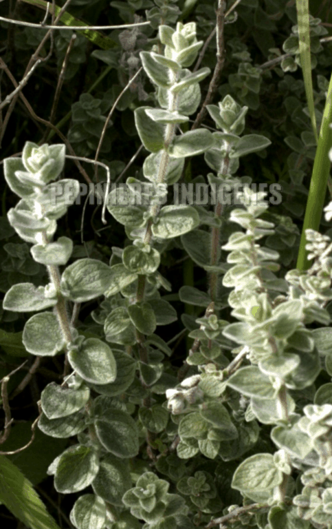 ZAATAR LIBANAIS PLANTE