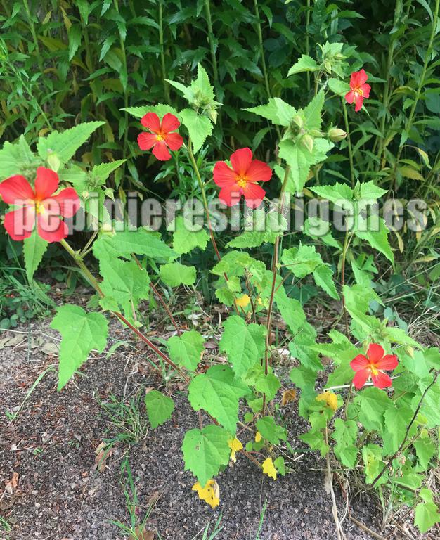 pavonia-missionum-hibiscus