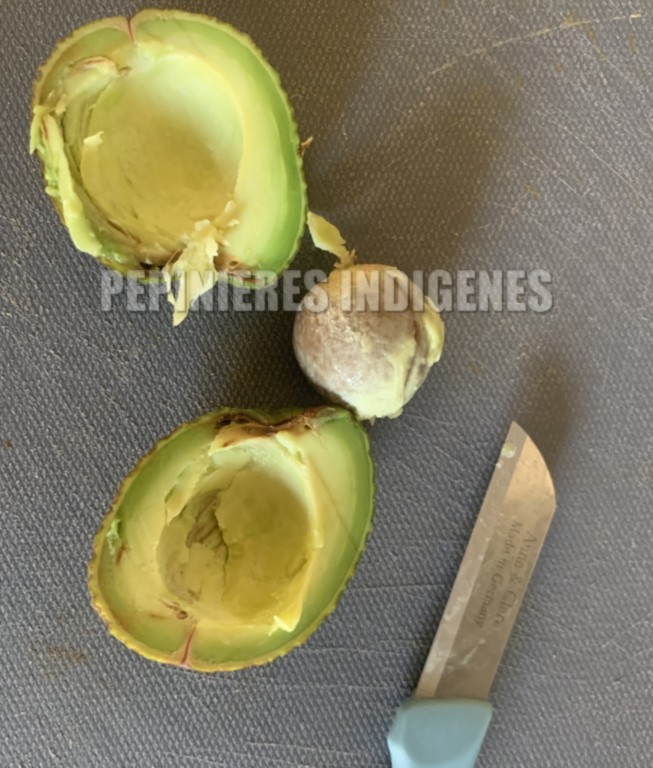 avocatiers france fruits