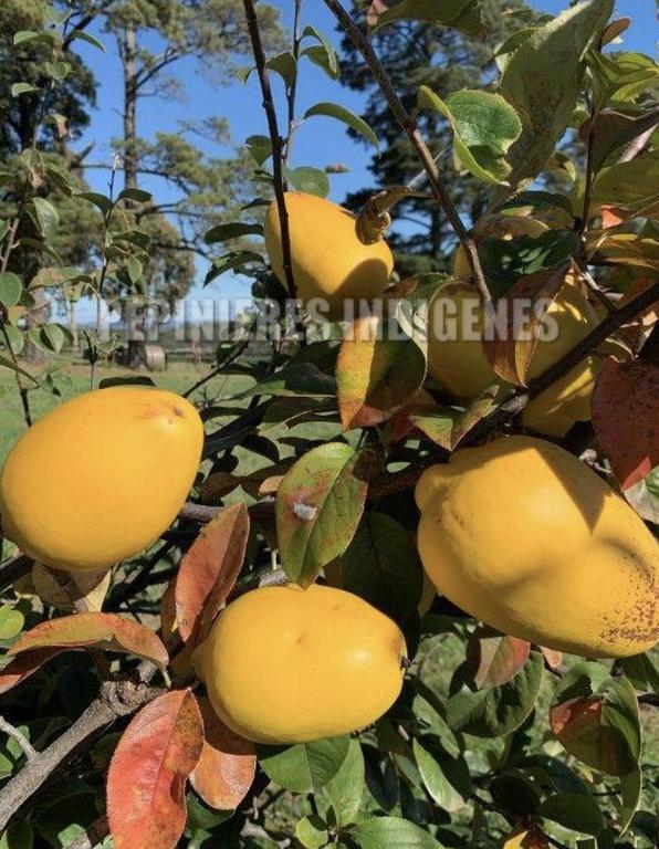 PSEUDOCYDONIA FRUITS