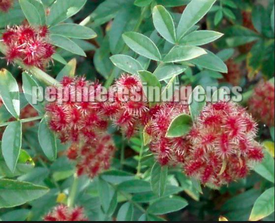 reglisse-romaine-racine-plante-acheter