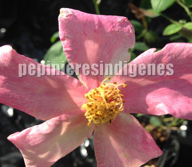 ROSA-CHINENSIS