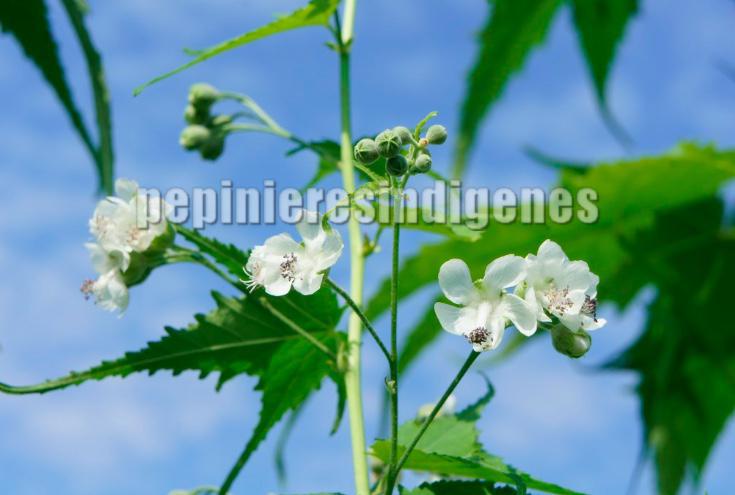 mauve-virginie-plante-rare-acheter