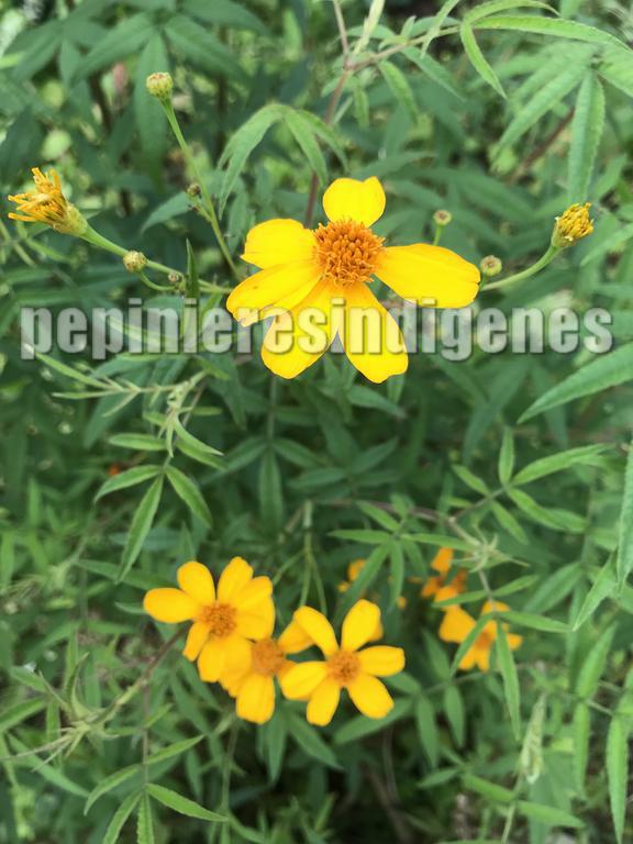 tagetes-lemonii-fleurs