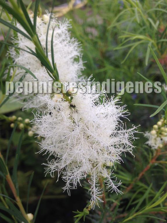 tea-tree-fleurs-acheter-plante