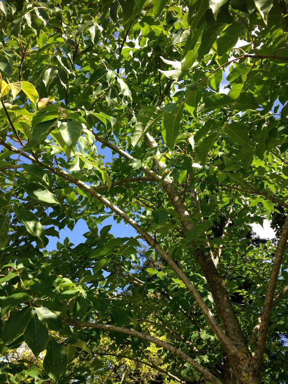 tetradium-feuillage-arbre-acheter