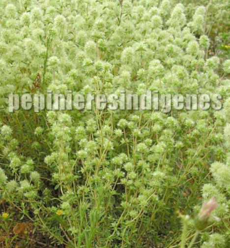 THYM RESINEUX ESPAGNE