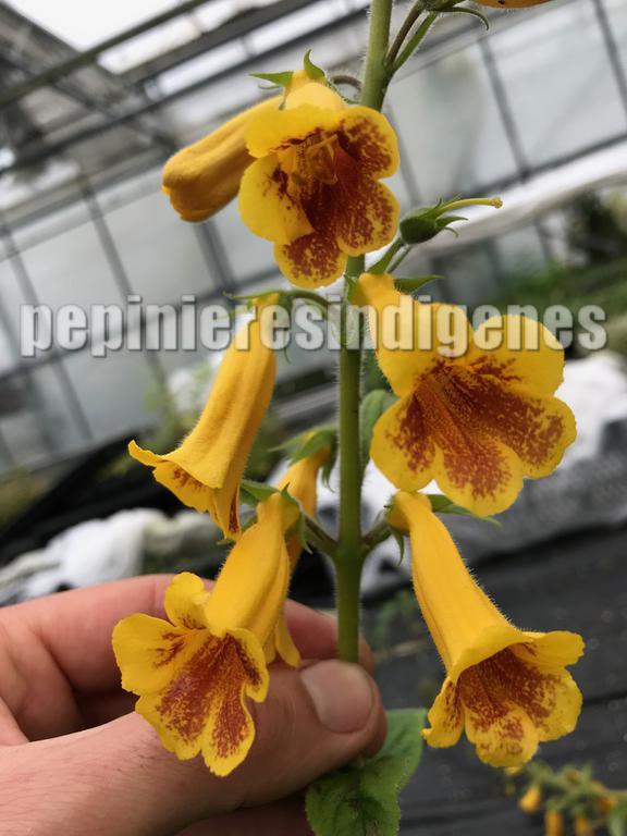 digitale-oldham-vivace-acheter