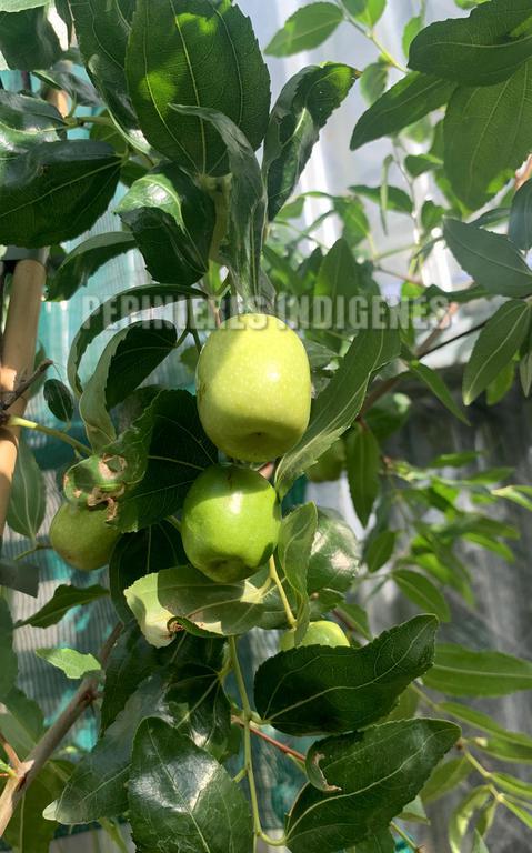 jujubier fruits frais