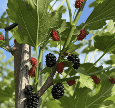 FRUITS MORUS ACIDOSA