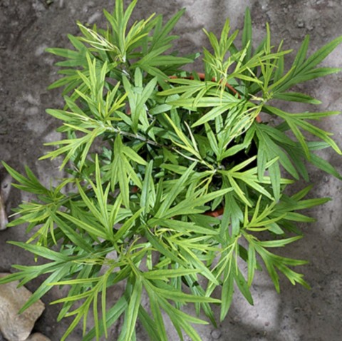 armoise argyi de chine