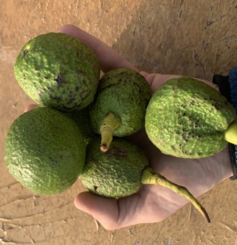 fruits avocat france