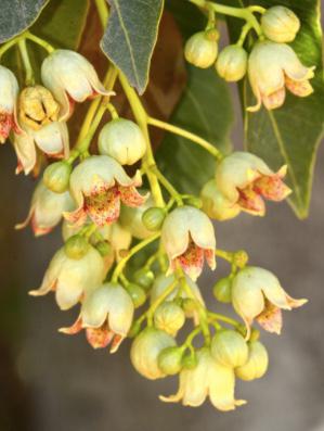 brachychiton-bonsai-rare-acheter