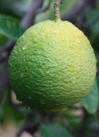citrus-inchangensis