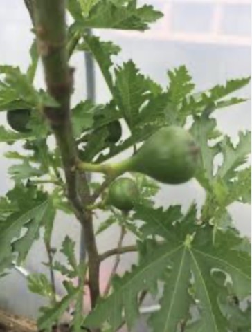 figuier fruits