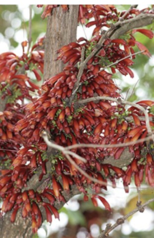halleria fruits