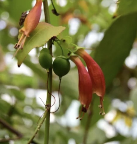halleria lucida fleurs