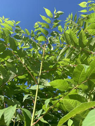 feuille toona sinensis