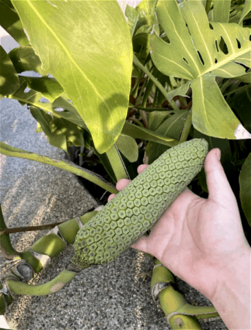 MONSTERA FRUITS
