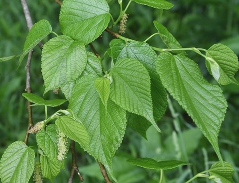 morus-rubra-feuilles