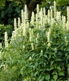 agastache-geante