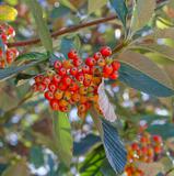 alouchier-sorbus-fruits