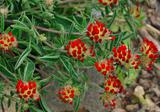 anthyllis-vulneraria