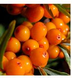 argousier-fruits-acheter