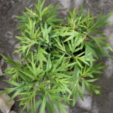 armoise argyi de chine